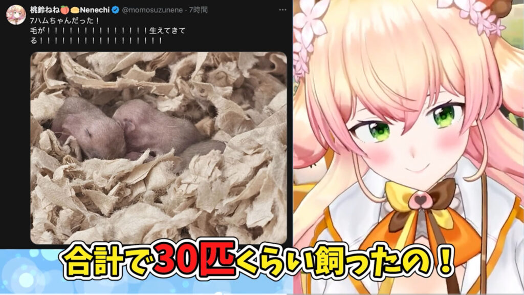 桃鈴ねねが一時期ハムスターを30匹くらい飼っていたと話している