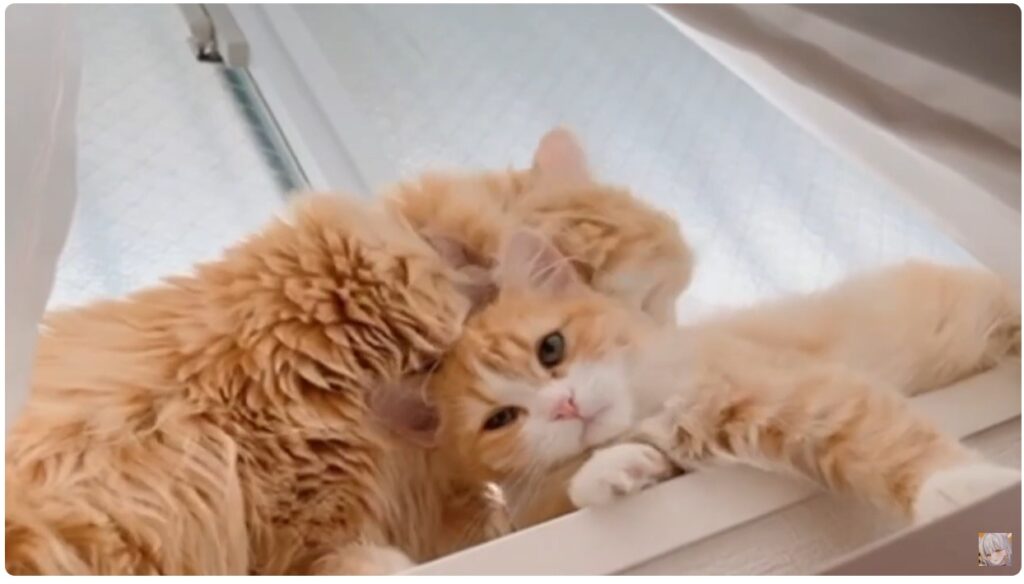 大きい猫がちゃちゃ小さい猫がにゅーと二匹はロボ子さんの中の人のゆなせさんの飼い猫です